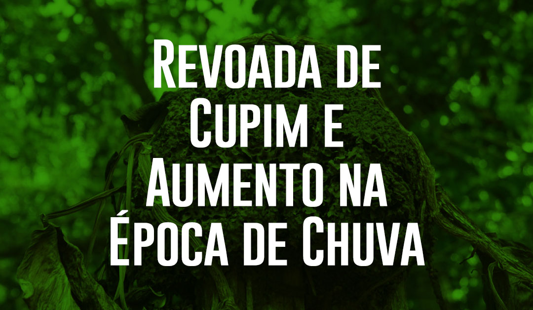 revoada de cupim e aumento na epoca de chuva