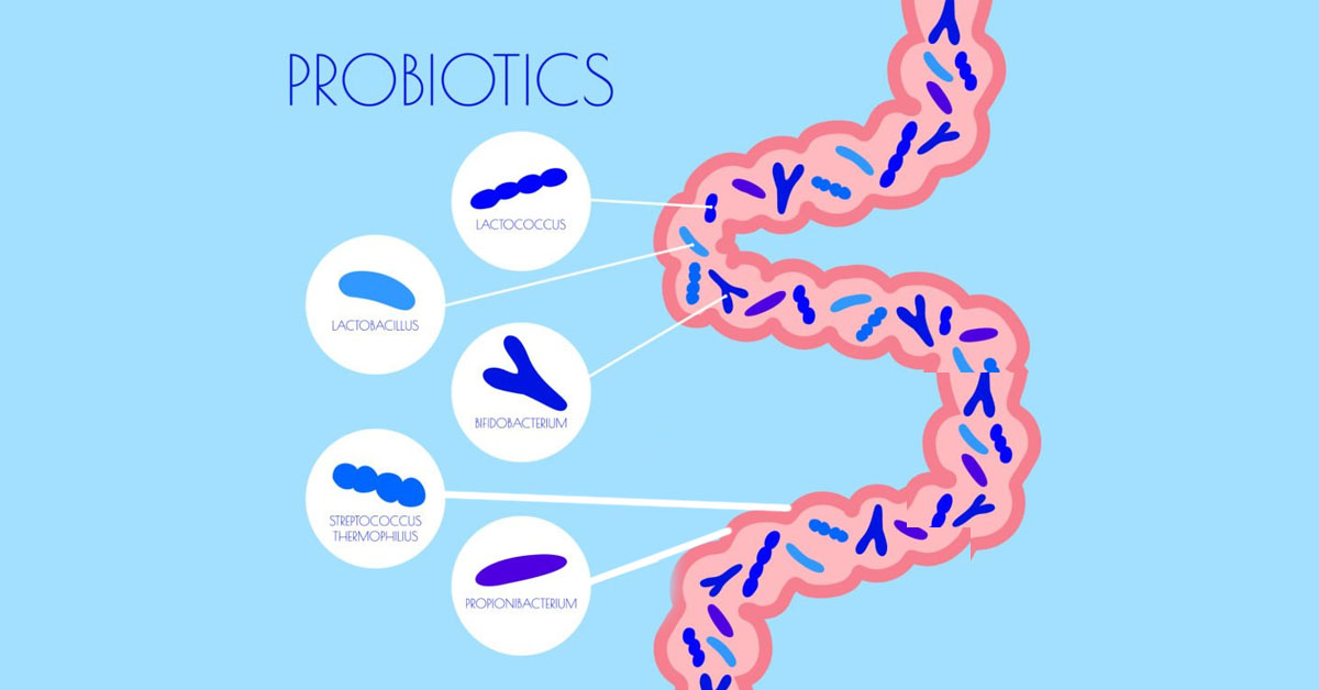 probioticos